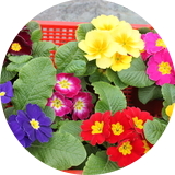 Сеянцы (Young plants) однолетних цветов Сезон 2014 года
