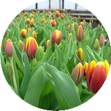 Открыт прием заявок на тюльпаны (срез) к 8 марта на сезон 2023 г.